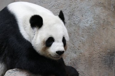 Tayland 'daki Dev Panda' yı kapatın.