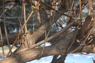 Ağaç kabuğunun yüzeyini kapatın ve dokuyu ve deseni gösterin. 