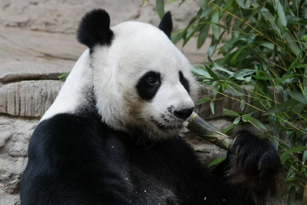 Tayland 'daki Dev Panda' yı kapatın.