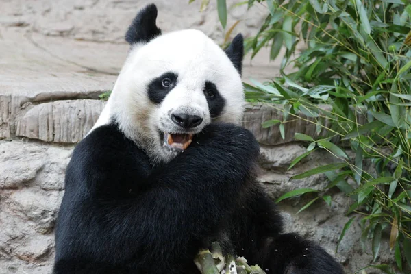 Tayland 'daki Dev Panda' yı kapatın.