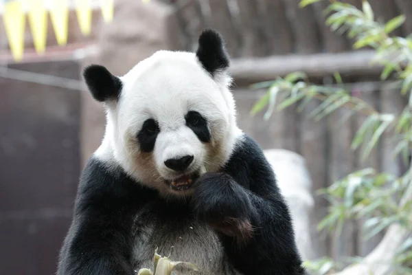 Tayland 'daki Dev Panda' yı kapatın.