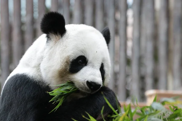 Tayland 'daki Dev Panda' yı kapatın.