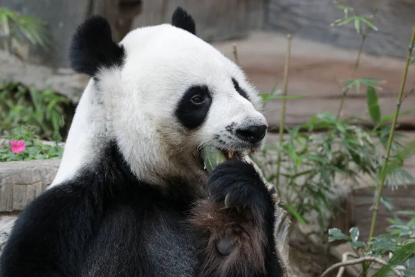 Tayland 'daki Dev Panda' yı kapatın.