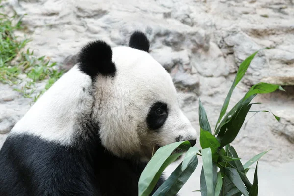 Tayland 'daki Dev Panda' yı kapatın.