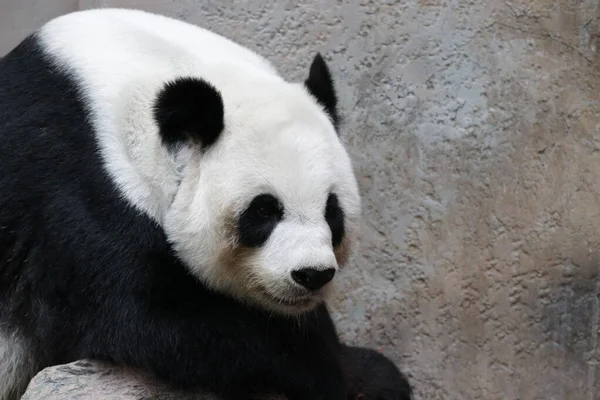 Tayland 'daki Dev Panda' yı kapatın.