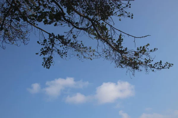 Verão Está Chegando Galhos Árvore Com Fundo Céu Azul Claro — Fotografia de Stock