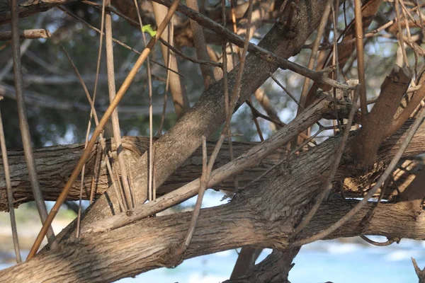Ağaç kabuğunun yüzeyini kapatın ve dokuyu ve deseni gösterin. 