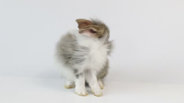 Carino Piccolo Coniglietto Soffice Primo Piano Piccolo Coniglio Pasqua — Video Stock