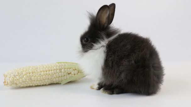 Roztomilý Malý Chlupatý Králíček Králík Zblízka Malý Velikonoční Zajíček — Stock video