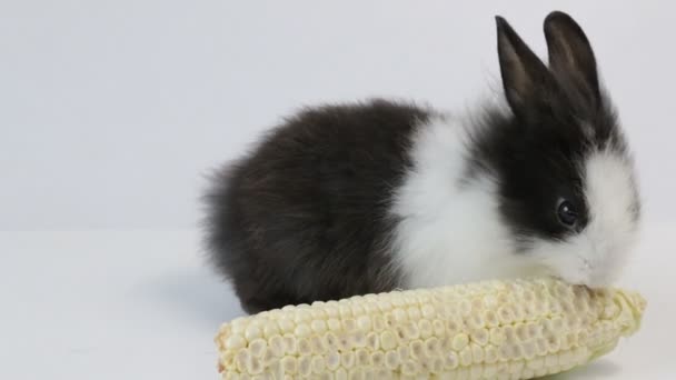 Mignon Petit Lapin Pelucheux Lapin Gros Plan Petit Lapin Pâques — Video