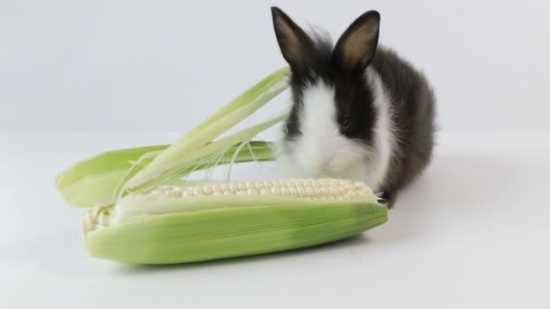 Lindo Conejito Esponjoso Conejo Primer Plano Pequeño Conejo Pascua — Vídeos de Stock