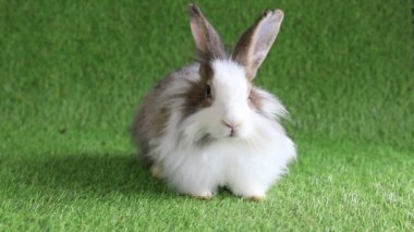 Şirin Küçük Yumuşak Tavşan, Küçük Paskalya Tavşanı