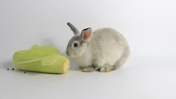 Niedliche Kleine Flauschige Kaninchen Nahaufnahme Kleiner Osterhase — Stockvideo