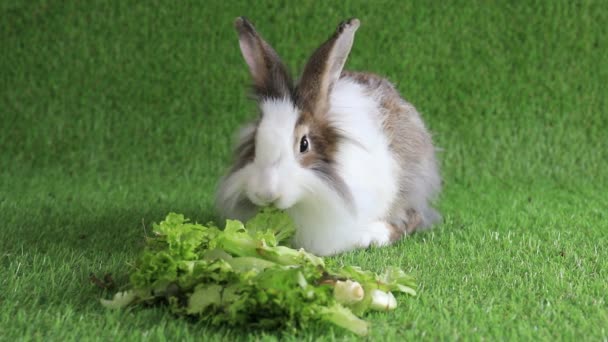 Aranyos Kis Bolyhos Nyuszi Közelről Kis Húsvéti Nyuszi — Stock videók