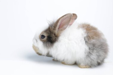 Mutlu Kahverengi Tavşan, beyaz arka plan. Şirin Küçük Yumuşak Paskalya Tavşanı.