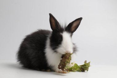 Mutlu Siyah ve Beyaz Tavşan, beyaz arka plan. Taze Organik Sebzeli Şirin Küçük Yumuşak Paskalya Tavşanı.