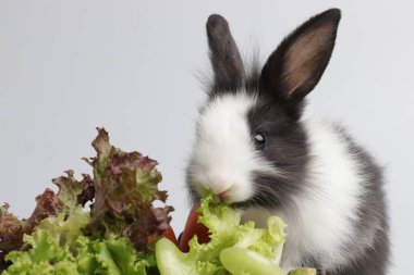 Mutlu Siyah ve Beyaz Tavşan, beyaz arka plan. Taze Organik Sebzeli Şirin Küçük Yumuşak Paskalya Tavşanı.