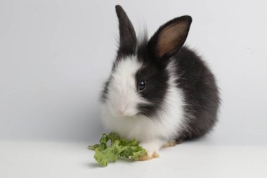 Mutlu Siyah ve Beyaz Tavşan, beyaz arka plan. Taze Organik Sebzeli Şirin Küçük Yumuşak Paskalya Tavşanı.