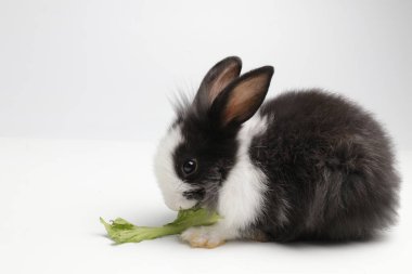 Mutlu Siyah ve Beyaz Tavşan, beyaz arka plan. Taze Organik Sebzeli Şirin Küçük Yumuşak Paskalya Tavşanı.