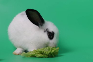 Mutlu Siyah ve Beyaz Tavşan, Yeşil Özgeçmiş. Şirin Küçük Yumuşak Paskalya Tavşanı.