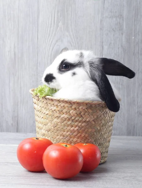 Happy Black and White Bunny Rabbit , Grey  background.Cute Little Fluffy Easter Bunny Rabbit in a Bamboo Basket