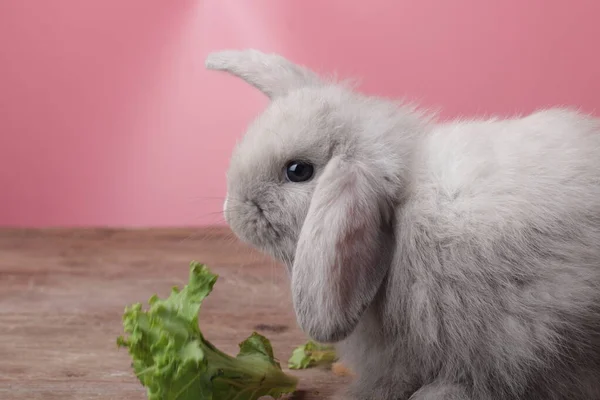 Mutlu Kahverengi Tavşan, pembe arka plan. Şirin Küçük Yumuşak Paskalya Tavşanı.