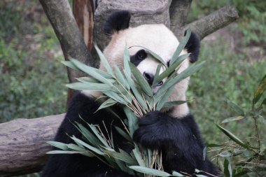 Close up Panda Eating Bamboo Leaves, Chengdu Panda Base, China clipart
