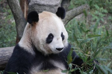 Chongqing hayvanat bahçesinde panda, Çin