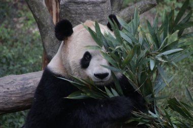 Panda Yeme Bambu Yaprakları, Chengdu Panda Üssü, Çin