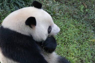 Komik Panda Pozu, Chengdu Panda Üssü, Çin
