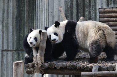 Oanda Ana ve Yavrusu, Chengdu Panda Üssü, Çin