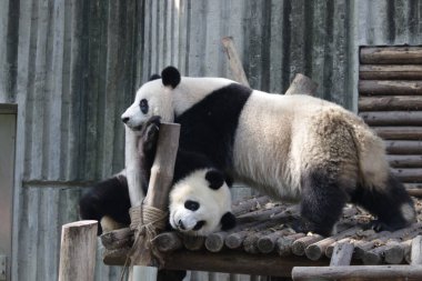 Precious Moment of Mother Oanda and her Cub, Chengdu Panda Base, China clipart