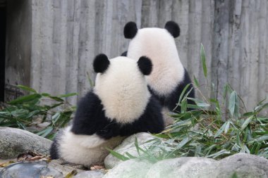 Anne Panda ve Yavrusu Chengdu Panda Üssü, Çin 'in güzel pozu.