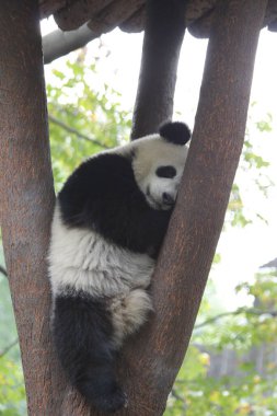 Küçük Panda Ağaçta Uyuyor, Chengdu Panda Üssü, Çin