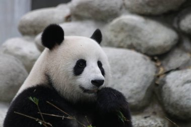 Küçük Panda bambu yaprakları yemeyi öğreniyor, Chengdu Panda Üssü, Çin