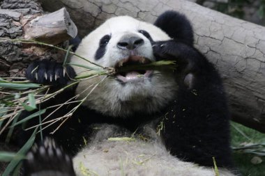 Şirin küçük panda çiğneme bambu yaprakları, Chengdu panda üssü