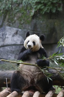 Chongqing hayvanat bahçesinde panda, Çin