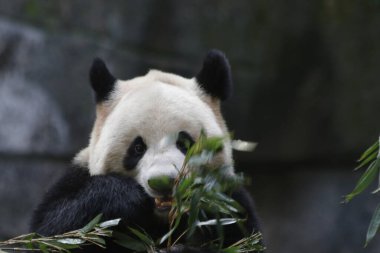 Chongqing hayvanat bahçesinde panda, Çin