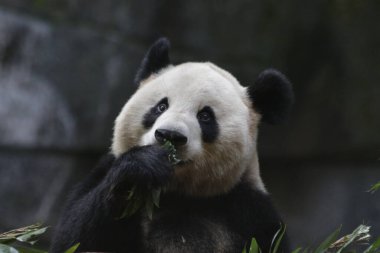 Tatlı Panda 'nın Şirin Pozu, Chengdu Panda Üssü, Çin