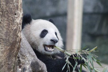 Bambu yiyen Panda Yaprakları