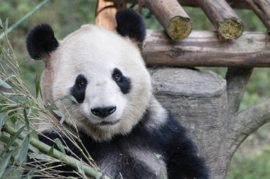Bambu yiyen Panda Yaprakları