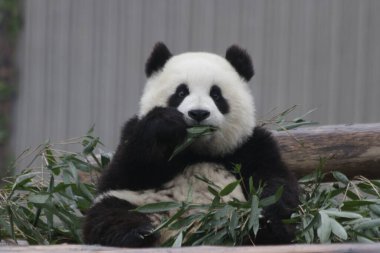 Şirin Fluffy Panda Bambu Yaprakları yemeyi öğreniyor, Wolong Panda Üssü