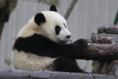 Şirin küçük panda bahçede rahatlıyor, Wolong panda üssü, Çin