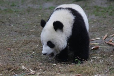 Şirin küçük panda bahçede rahatlıyor, Wolong panda üssü, Çin