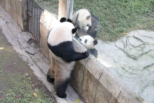 Приветствие Панды Через Стекло Зоопарке Чонцин Китай — стоковое фото