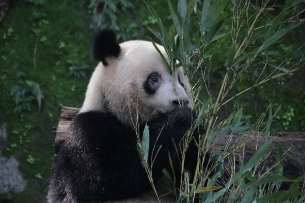 Bezár Bolyhos Panda Eszik Bambusz Levelek Chongqing Kína — Stock Fotó