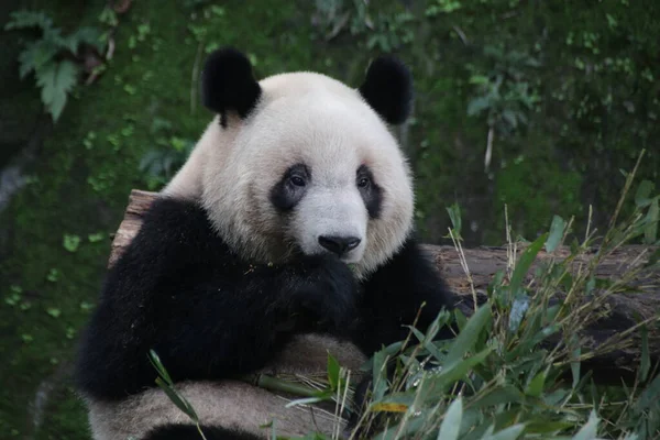 大熊猫吃竹叶特写 — 图库照片