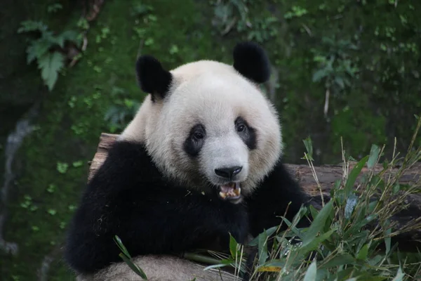 Close Panda Comendo Folhas Bambu Chengdu Panda Base China — Fotografia de Stock