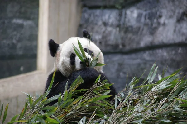 Close Panda Comendo Folhas Bambu Chengdu Panda Base China — Fotografia de Stock