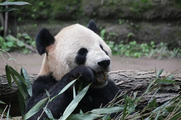 成都熊猫基地大熊猫吃竹叶近战 — 图库照片